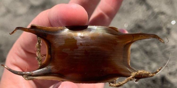 Latina, trovate uova di squalo sulla spiaggia di Capoportiere FOTO