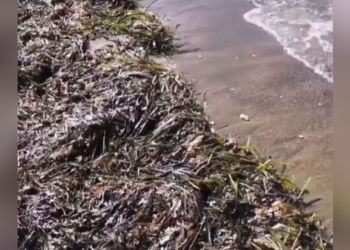 Montagne di alghe putrefatte e maleodoranti ammassate sulla spiaggia di Latina VIDEO