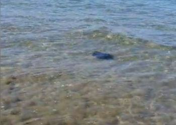 Sorpresa a Sabaudia: razza nuota indisturbata in mezzo ai bagnanti VIDEO