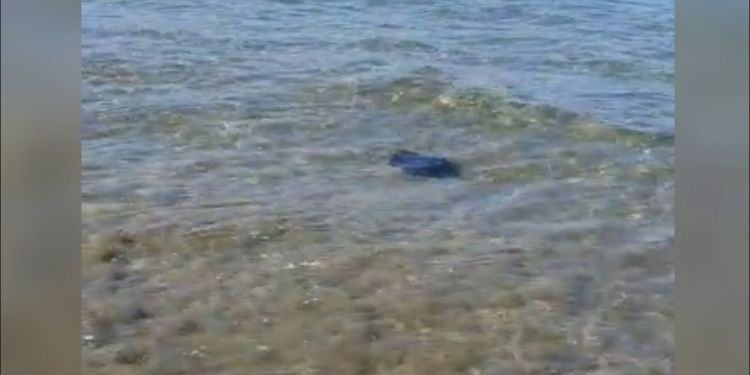 Sorpresa a Sabaudia: razza nuota indisturbata in mezzo ai bagnanti VIDEO