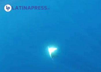 (VIDEO) Sorpresa al Circeo, nel mare spunta una manta