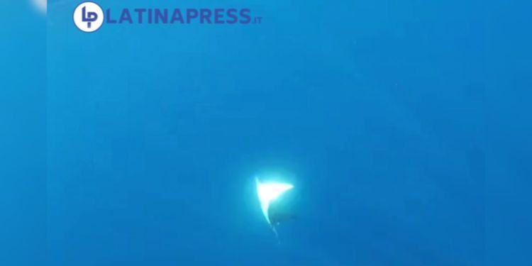 (VIDEO) Sorpresa al Circeo, nel mare spunta una manta