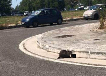 Invasione di nutrie alla stazione di Latina scalo: pendolari terrorizzati