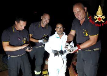 I Vigili del fuoco di Latina salvano 5 cuccioli di cane intrappolati