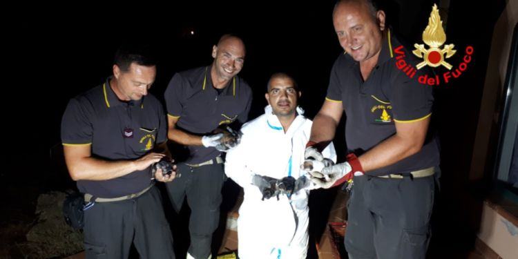I Vigili del fuoco di Latina salvano 5 cuccioli di cane intrappolati