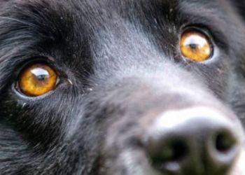 Per non sporcare lega il cane all’auto e lo trascina: denunciato medico della provincia di Latina