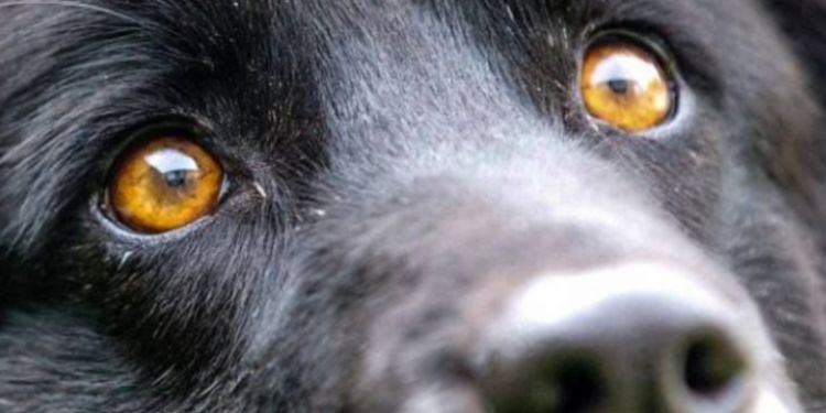 Per non sporcare lega il cane all’auto e lo trascina: denunciato medico della provincia di Latina