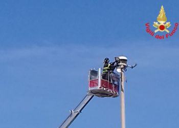 Terracina, gabbiano intrappolato sulla torre fari: salvato dai Vigili del Fuoco VIDEO