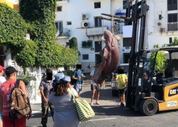 Squalo di cinque metri catturato al largo di Ponza FOTO