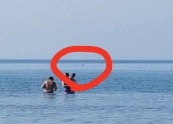 Avvistato uno squalo a Sabaudia, paura tra i bagnanti