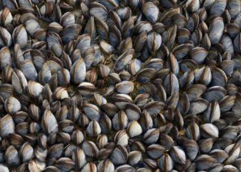 Vendeva vongole “pericolose” sulla spiaggia di Latina: mille euro di multa