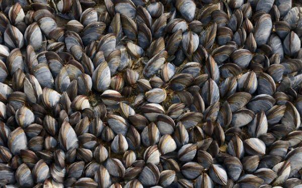 Vendeva vongole “pericolose” sulla spiaggia di Latina: mille euro di multa