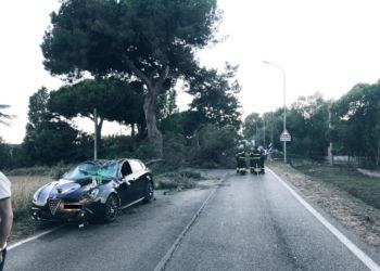 Latina, albero crolla e gli distrugge l’auto: la Provincia non paga i danni