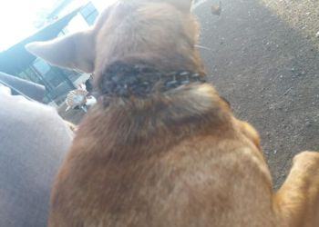 Vergogna a Latina, cane abbandonato su via Epitaffio con una catena stretta al collo