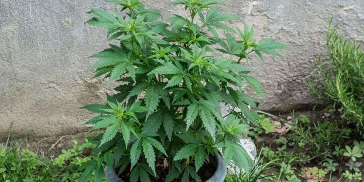 Coltivava piante di marijuana in casa, nei guai un 21enne di Sabaudia