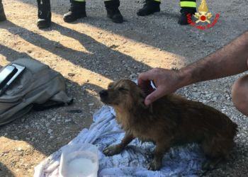 Cagnolino cade in una vasca d’acqua sulla Pontina, salvato dai Vigili del fuoco di Latina