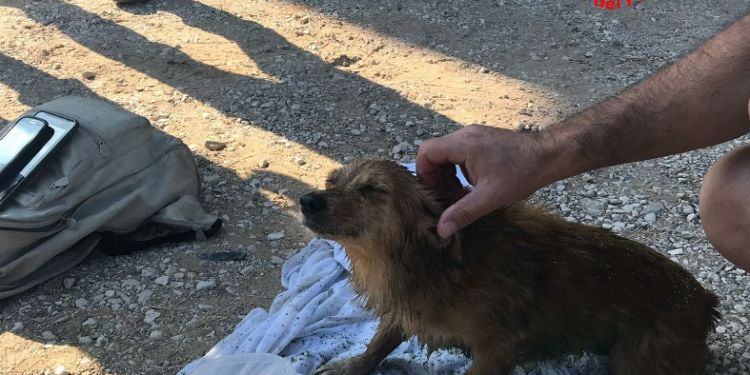 Cagnolino cade in una vasca d’acqua sulla Pontina, salvato dai Vigili del fuoco di Latina