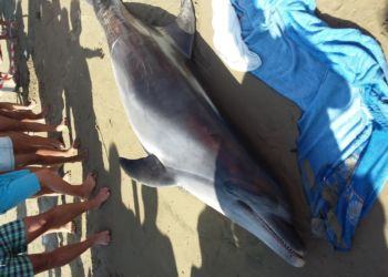 Un altro delfino morto in provincia di Latina: si teme un’epidemia di morbillo