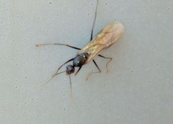 Latina “invasa” dalle formiche volanti: «Per strada, in casa: sono ovunque»