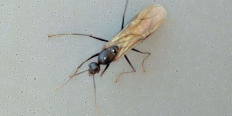 Latina “invasa” dalle formiche volanti: «Per strada, in casa: sono ovunque»