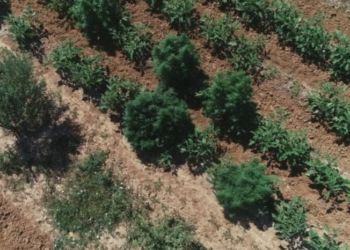 Cisterna,coltivavano 440 piante di marijuana all’aria aperta: nei guai due persone