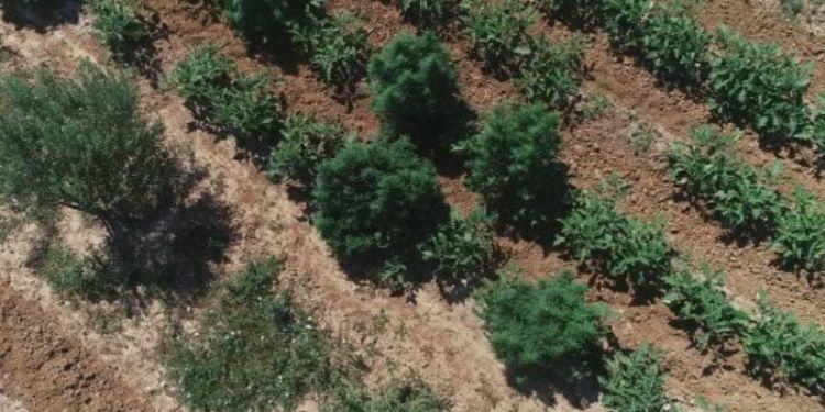 Cisterna,coltivavano 440 piante di marijuana all’aria aperta: nei guai due persone