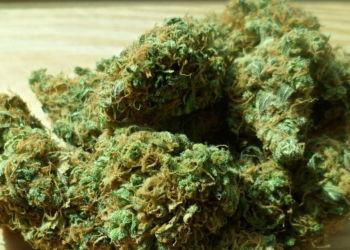 Come ricevere in giornata cannabis legale con Legal Delivery