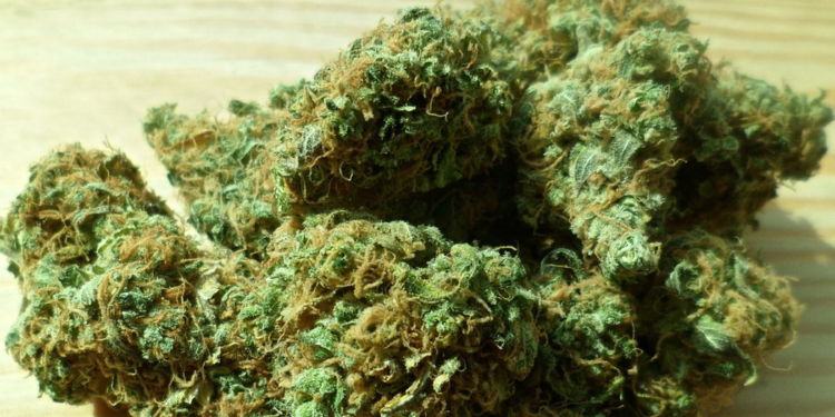 Come ricevere in giornata cannabis legale con Legal Delivery