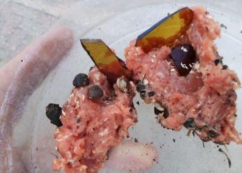 Vergogna a Latina, bocconi per cane con schegge di vetro