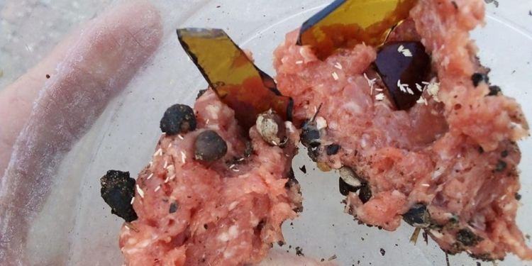 Vergogna a Latina, bocconi per cane con schegge di vetro