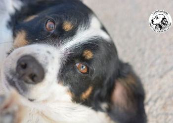 Il Canile di Latina rimane in gestione agli “Amici del Cane”