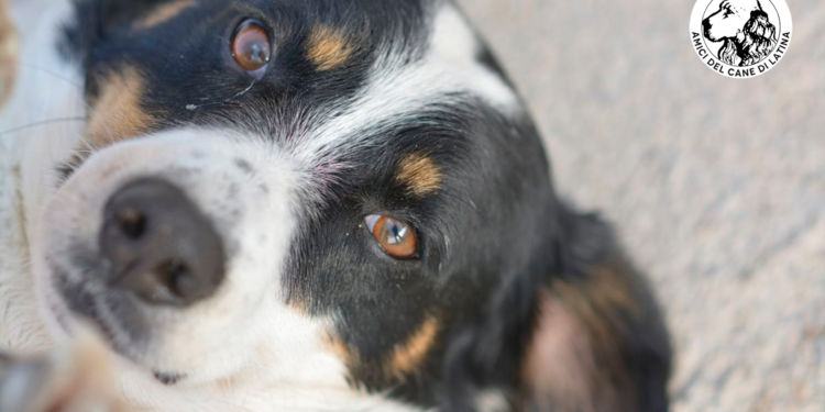 Il Canile di Latina rimane in gestione agli “Amici del Cane”