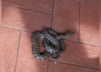 Grosso serpente semina il panico in un bar di Latina