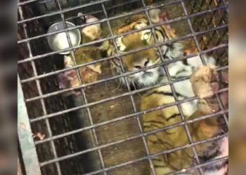 10 tigri trasportate da Latina alla Russia: una è morta, un’altra in fin di vita