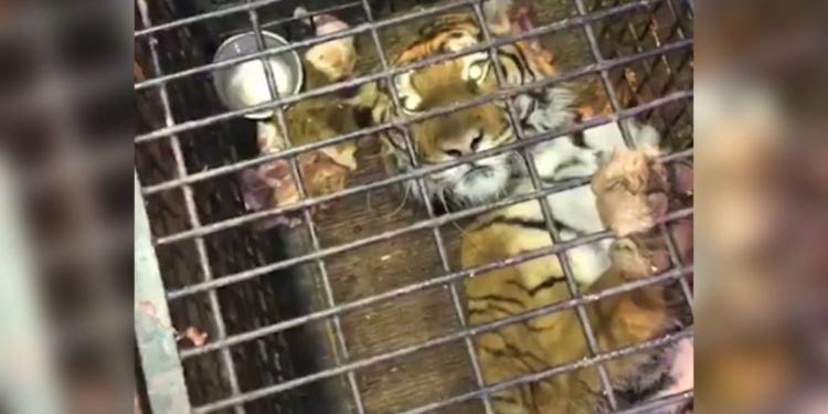 10 tigri trasportate da Latina alla Russia: una è morta, un’altra in fin di vita