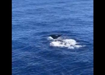 Spettacolare avvistamento a Ventotene: “E’ una balenottera!” VIDEO