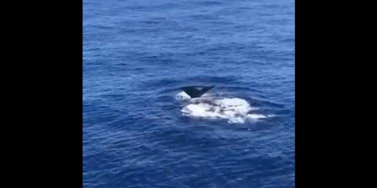 Spettacolare avvistamento a Ventotene: “E’ una balenottera!” VIDEO