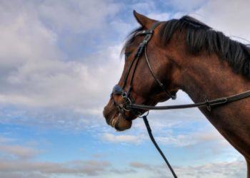 Cavalli maltrattati, denunciati due Di Silvio