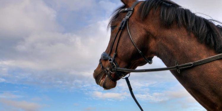 Cavalli maltrattati, denunciati due Di Silvio