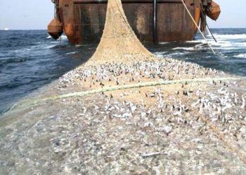 Pesca illegale sul litorale di Latina, sequestrate 132 polpare