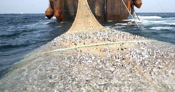 Pesca illegale sul litorale di Latina, sequestrate 132 polpare
