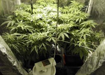 Latina, giovane coltivava marijuana in casa: sequestrati 40 chili di droga