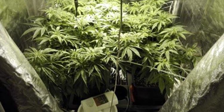 Latina, giovane coltivava marijuana in casa: sequestrati 40 chili di droga