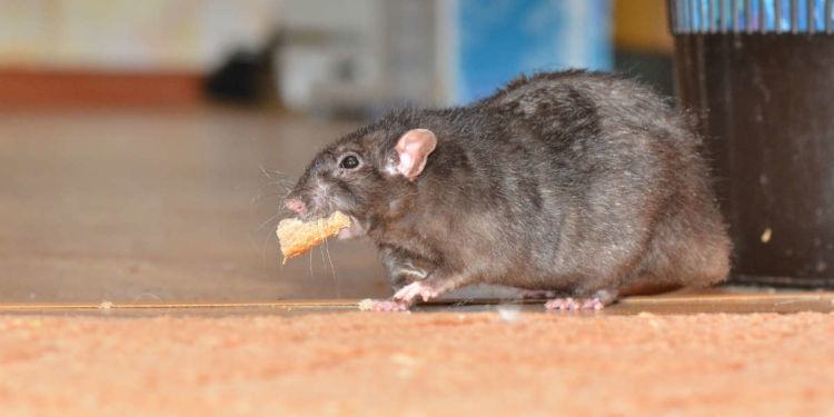 Latina, topi nella scuola elementare: genitori preoccupati