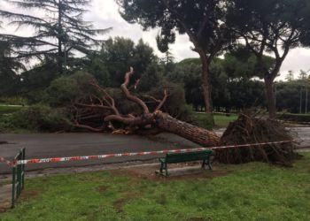 Maltempo, albero si abbatte a terra: tragedia sfiorata ai “giardinetti” di Latina VIDEO