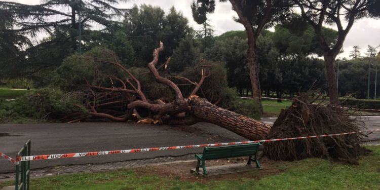 Maltempo, albero si abbatte a terra: tragedia sfiorata ai “giardinetti” di Latina VIDEO