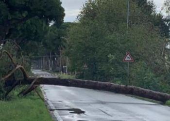 Maltempo, tragedia sfiorata sulla Litoranea a Latina: crolla un grosso albero sulla strada