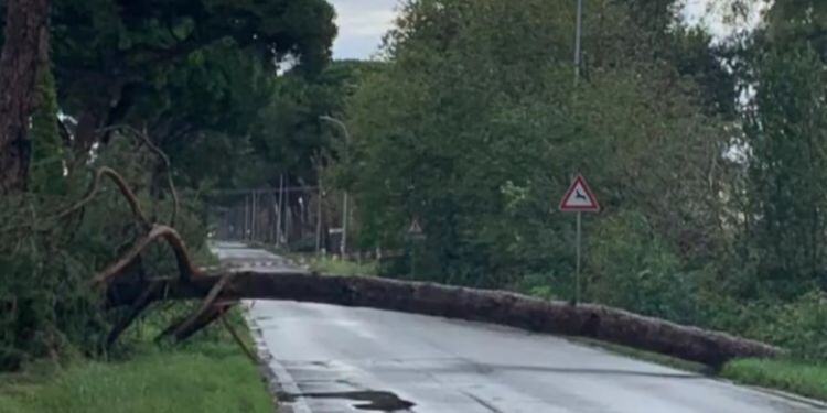 Maltempo, tragedia sfiorata sulla Litoranea a Latina: crolla un grosso albero sulla strada