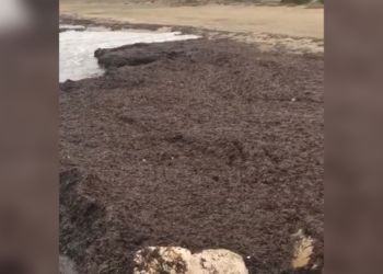 Latina, invasione record di alghe sulla spiaggia di Rio Martino VIDEO