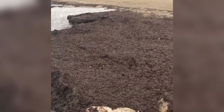 Latina, invasione record di alghe sulla spiaggia di Rio Martino VIDEO